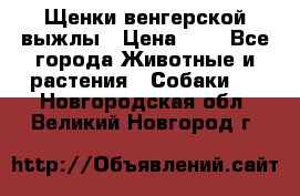 Щенки венгерской выжлы › Цена ­ 1 - Все города Животные и растения » Собаки   . Новгородская обл.,Великий Новгород г.